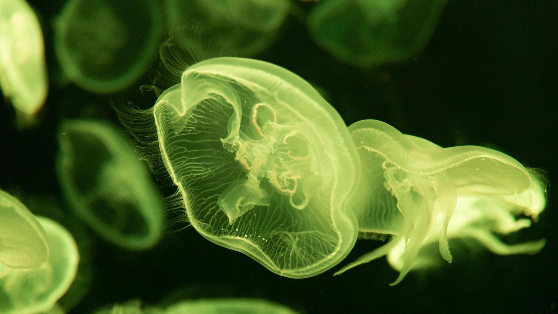 Familie-theatercollege: Ontdek het mysterie van de diepzee