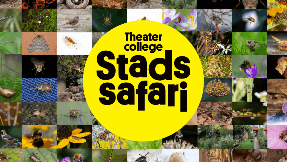 Stadssafari